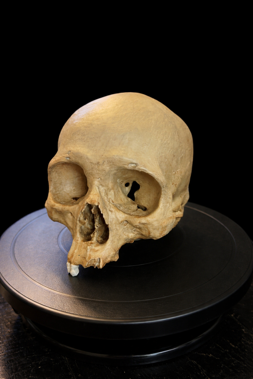 Blank Aged Skull