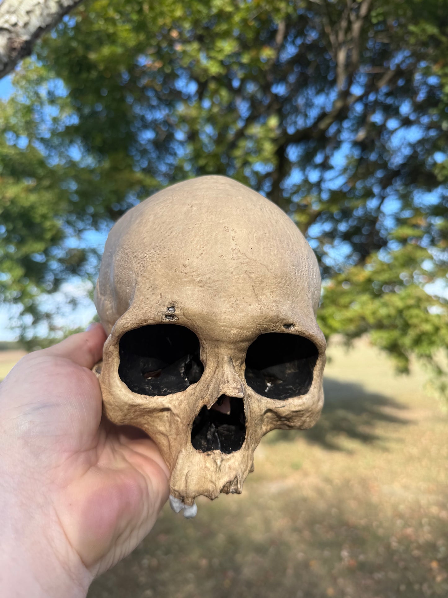 Blank Aged Skull