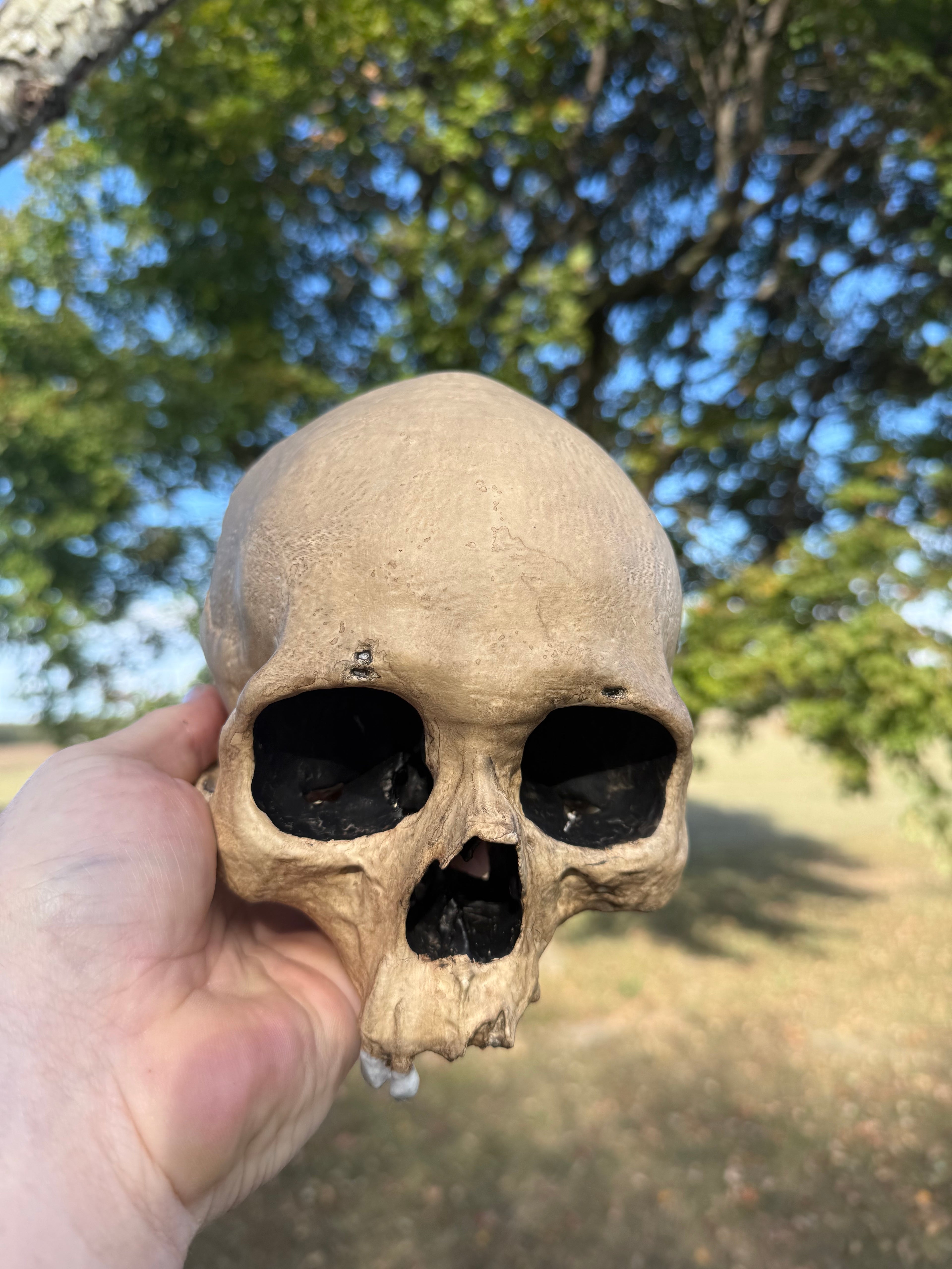Blank Aged Skull