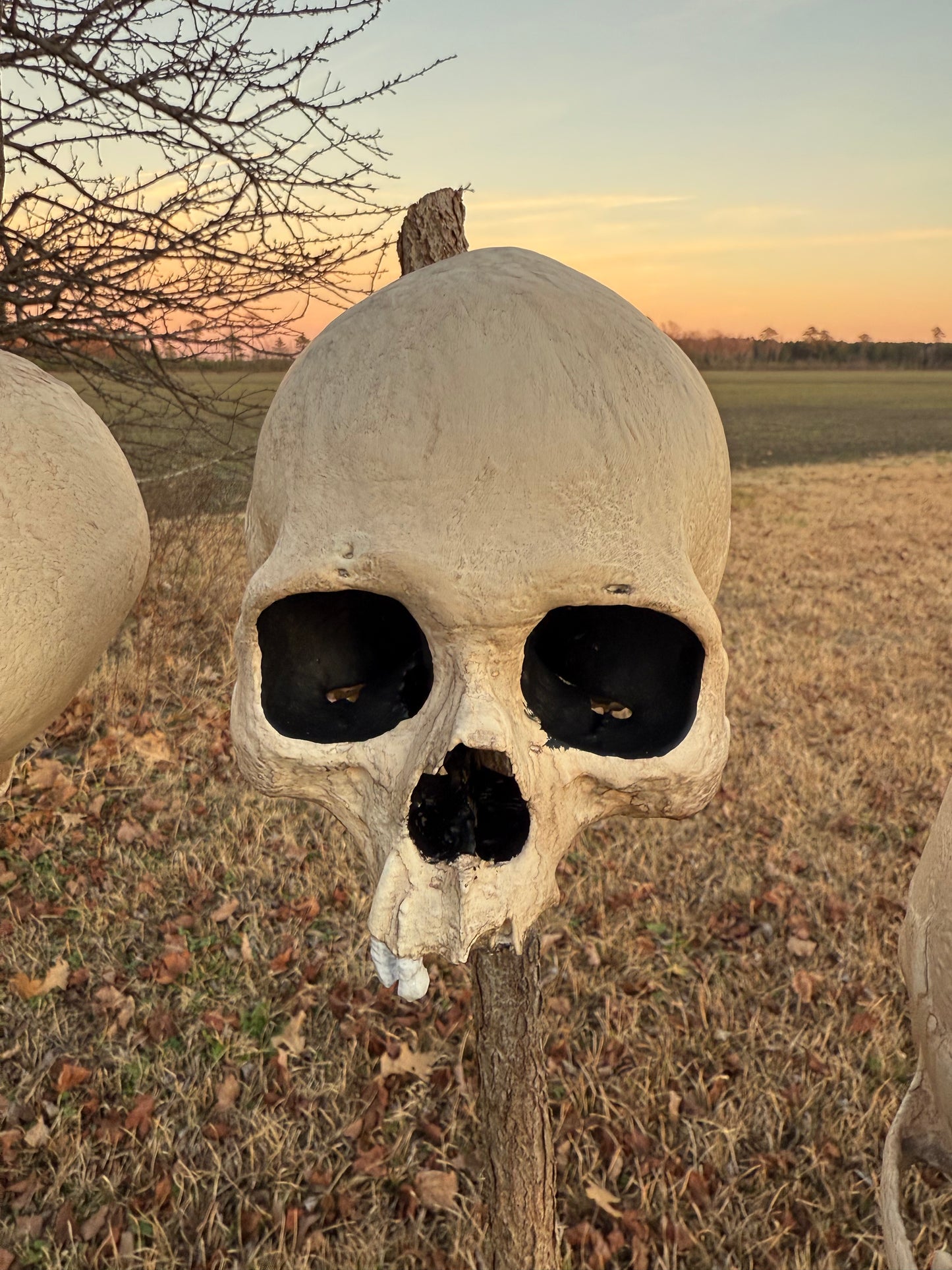 Blank Aged Skull