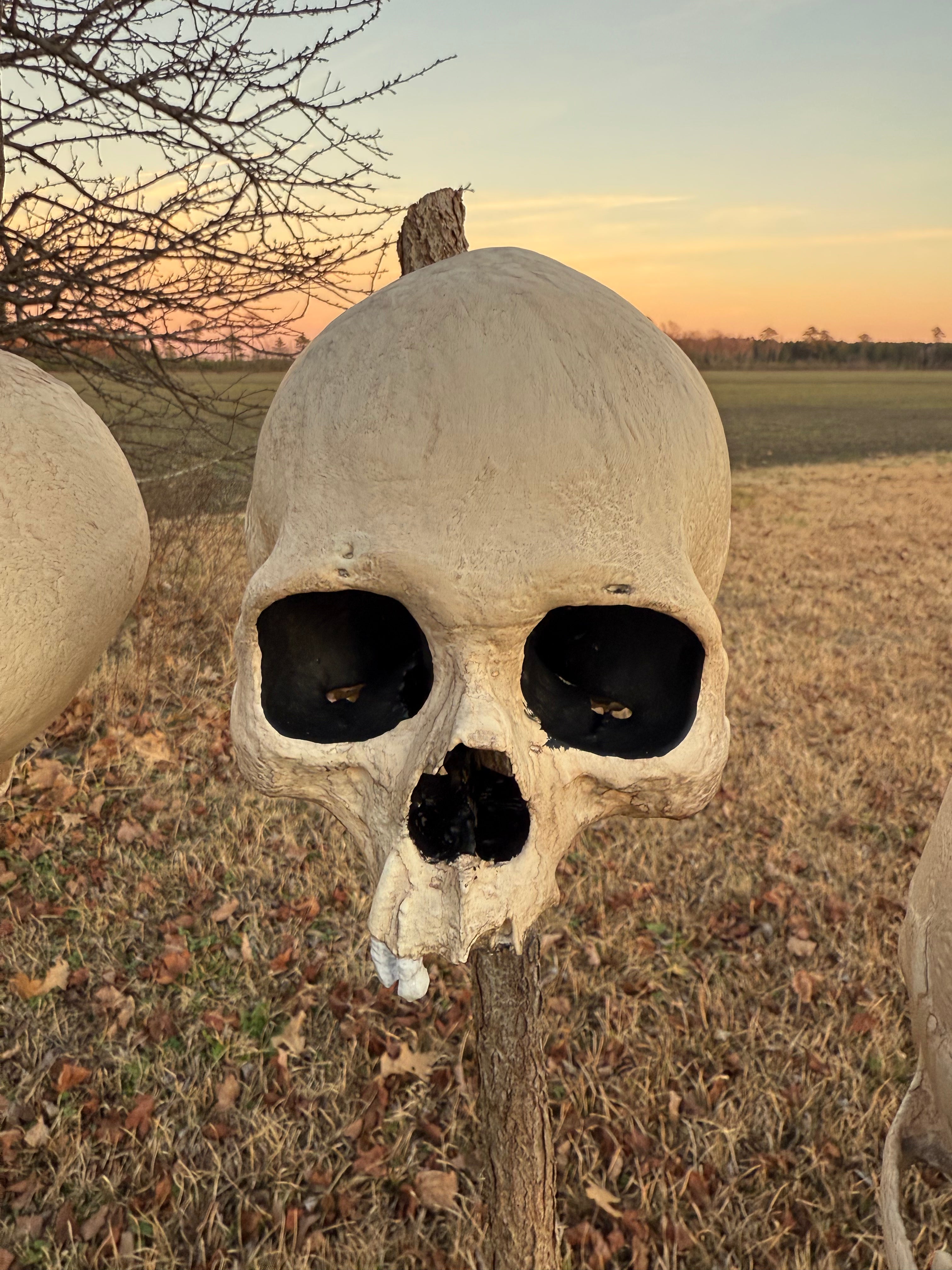 Blank Aged Skull