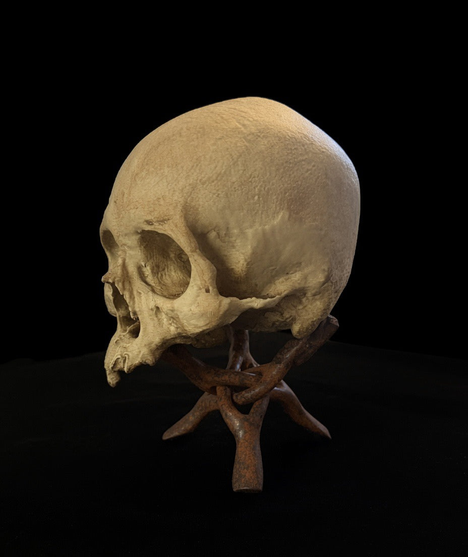 Blank Aged Skull