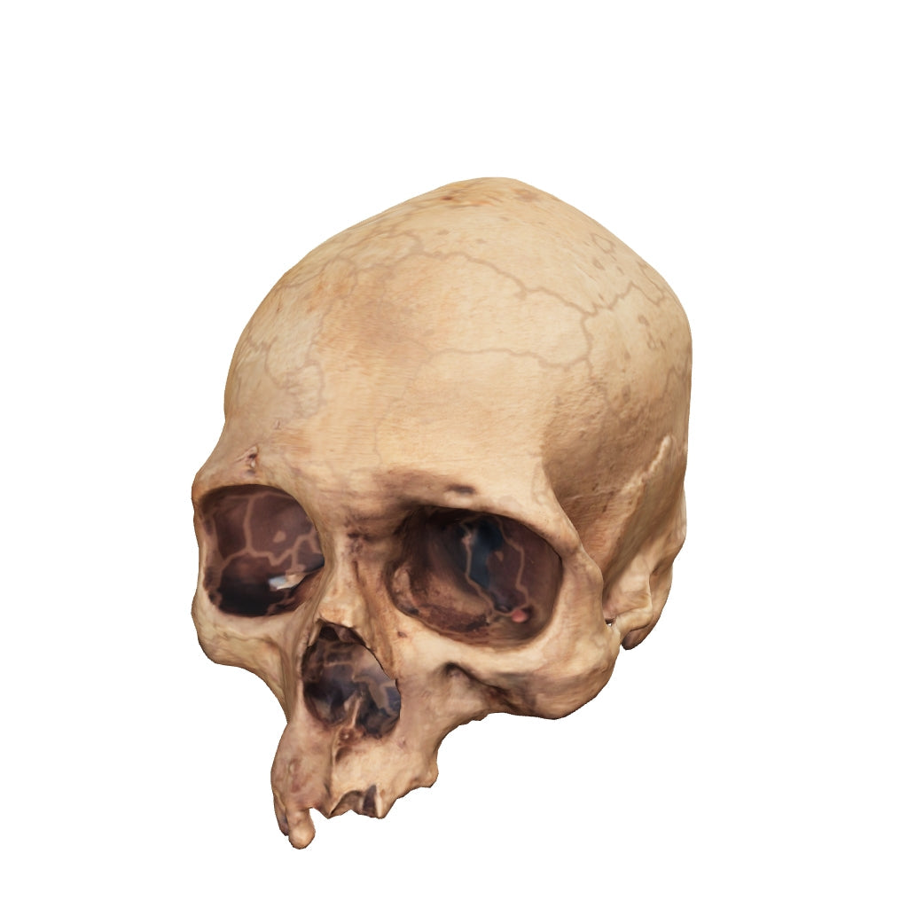 Blank Aged Skull